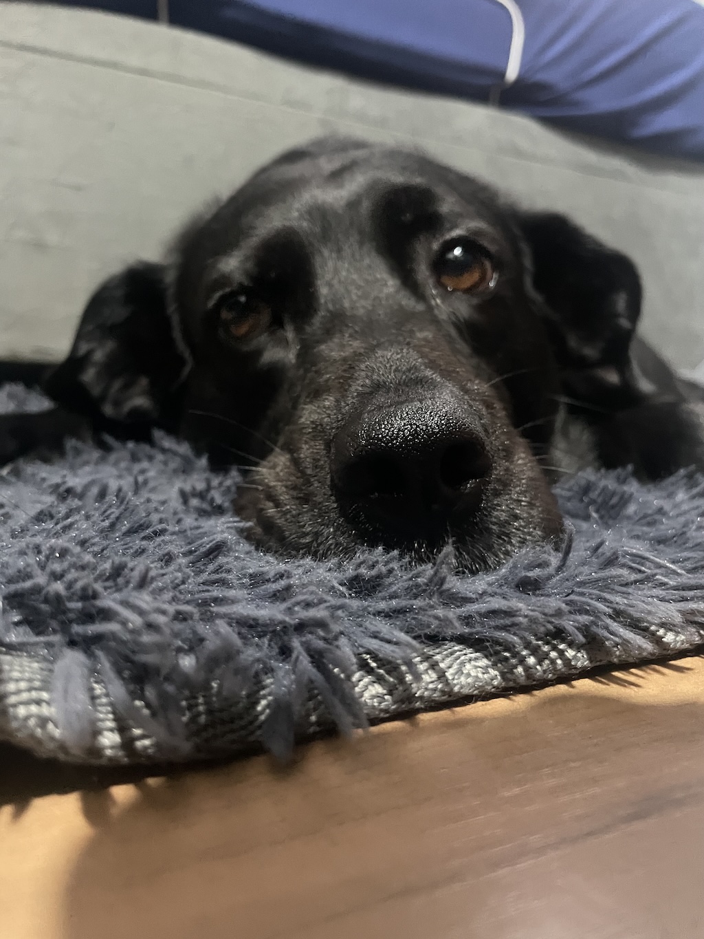 Imagem enviada pelo usuário em 14/08/2025